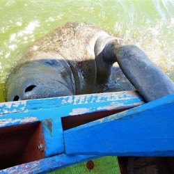 Passeio Peixe-boi e Aldeias indígenas Passeio Peixe-boi e Aldeias indígenas