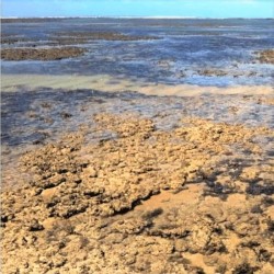 Praia e ilha de Areia Vermelha João Pessoa: os Arrecifes