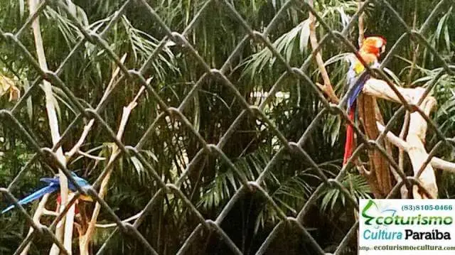 Parque Arruda Câmara (Bica): papagaio