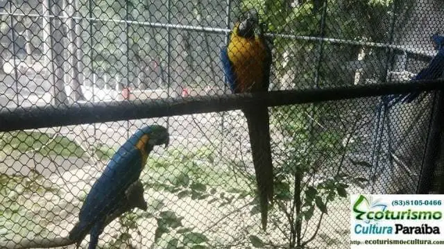 Parque Arruda Câmara (Bica): os papagaios