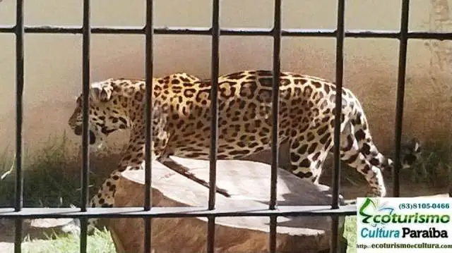 Parque Arruda Câmara (Bica): onça