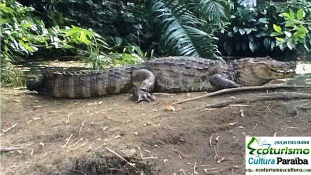 Parque Arruda Câmara (Bica): crocodilo
