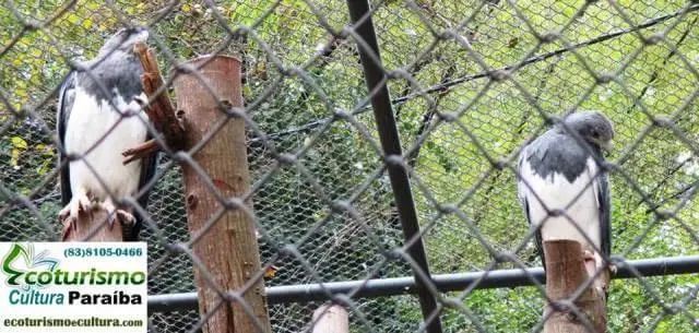 Zoologico de João Pessoa (Bica): águia