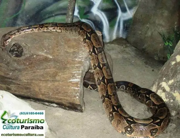 Zoologico de João Pessoa (Bica): cobra