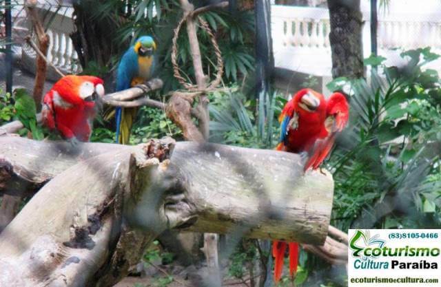 Parque Arruda Câmara (Bica): papagaios