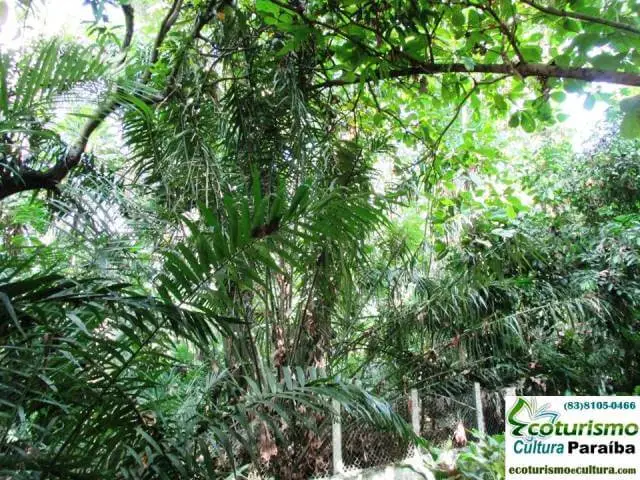 Zoologico de João Pessoa (Bica): mata atlântica