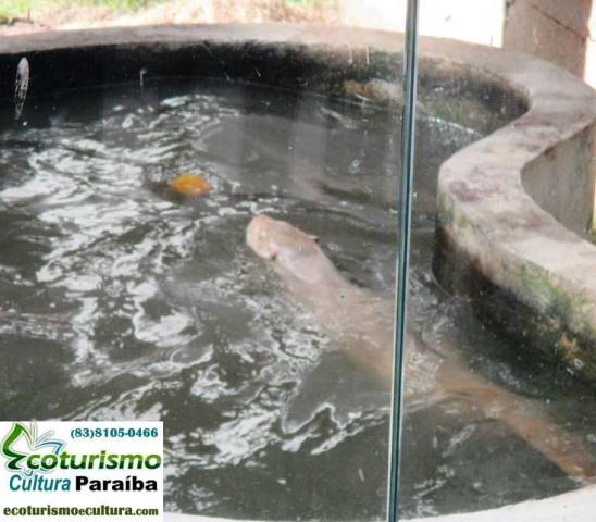 Parque Arruda Câmara (Bica): lontra