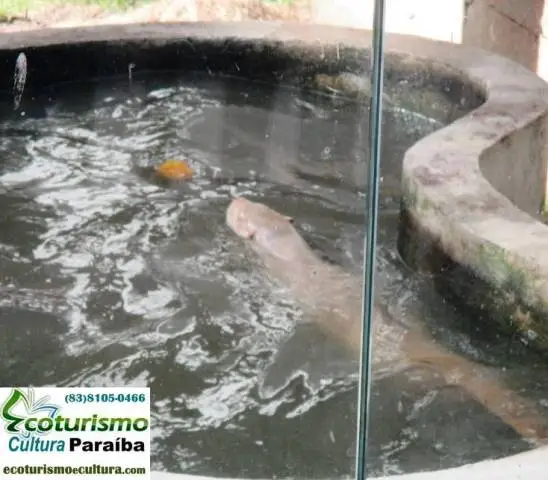 Zoologico de João Pessoa (Bica): lontra