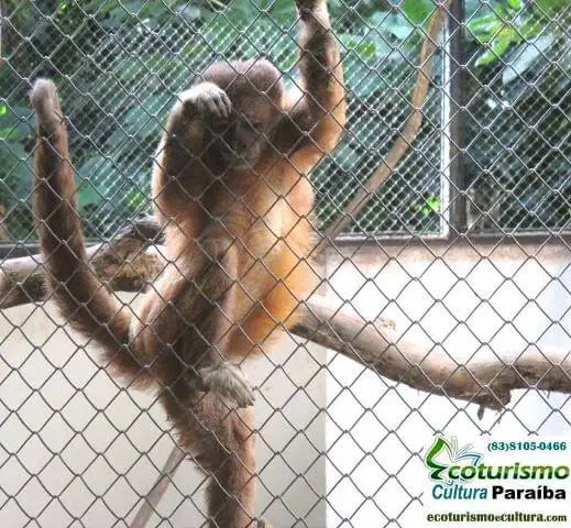 Parque zoobotânico de João Pessoa: macaco
