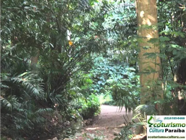 Parque zoobotânico de João Pessoa: a mata
