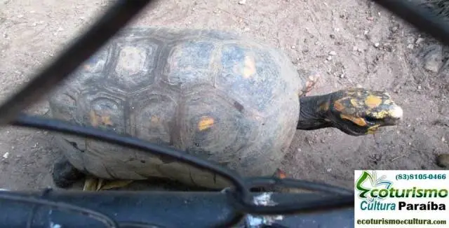 Parque zoobotânico de João Pessoa: tartaruga
