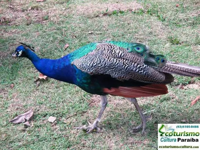Parque zoobotânico de João Pessoa: fauna