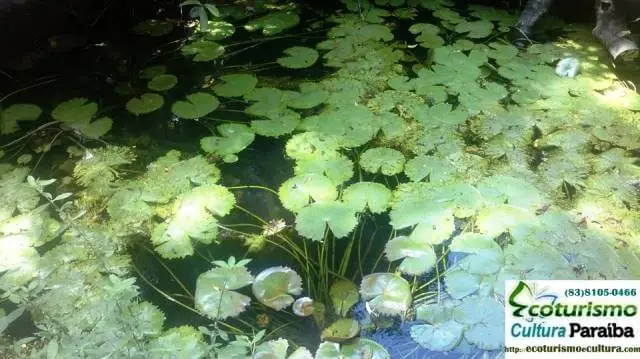 Jardim botânico de João Pessoa: plantas aquáticas