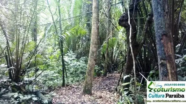 Jardim botânico de João Pessoa: mata atlântica