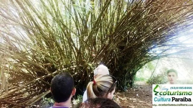 Jardim botânico Benjamin Maranhão: bambu
