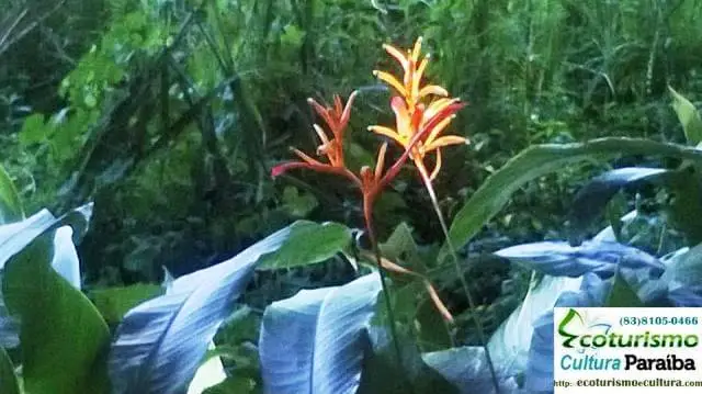 Jardim botânico Benjamin Maranhão: flores