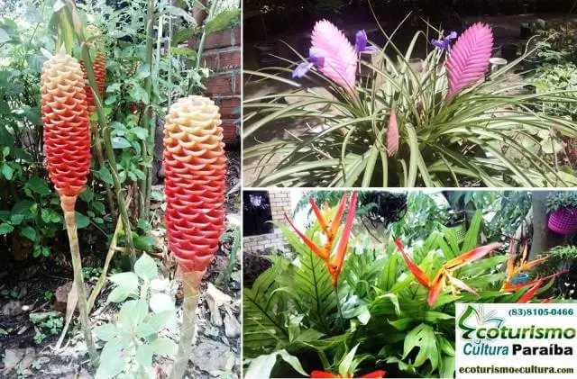 Engenho Triumfo em Areia: flores
