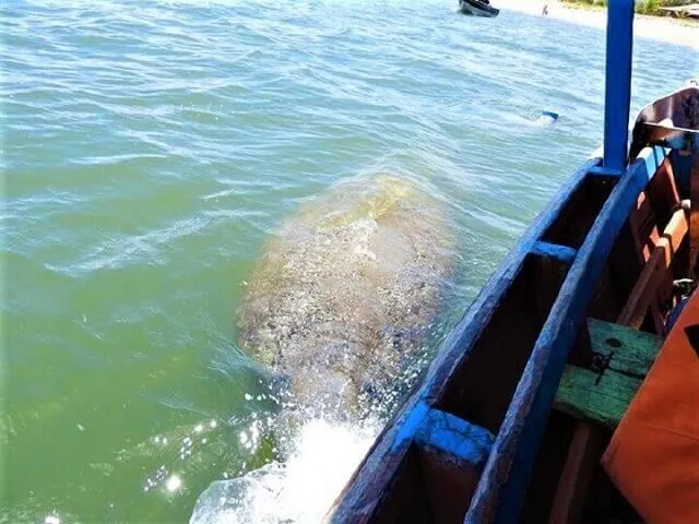 The manatee arriving at the boat