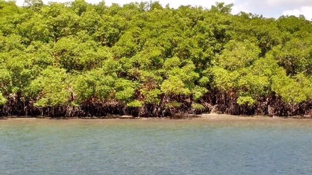 Barra do Cunhaú: detalhe do manguezal