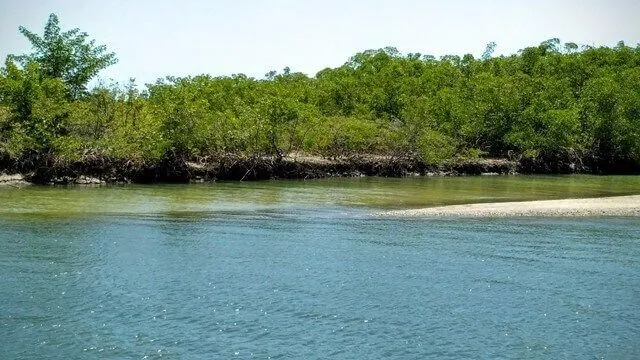Barra do Cunhaú: o mangue visto do barco