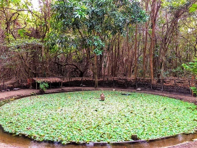 Pipa - RN, Santuário Ecológico: a piscina das tartarugas