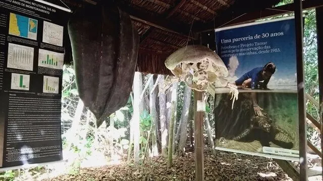 Pipa - RN, Santuário Ecológico: esquelete de tartaruga