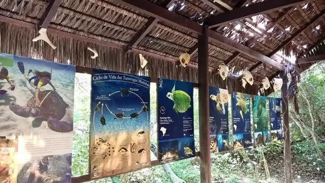 Pipa - RN, Santuário Ecológico: exposição sobre as tartarugas