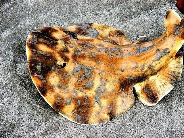 Peixe Raia
