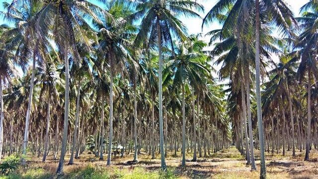 Litoral norte Paraiba: Coco Vale, em Lucena