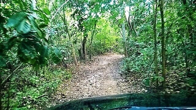Trilha de Jipe 4x4 na mata de Lucena