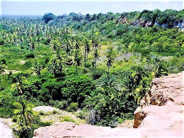 Barra do Miriri: Mirante acima da mata (praias do litoral norte da Paraíba)