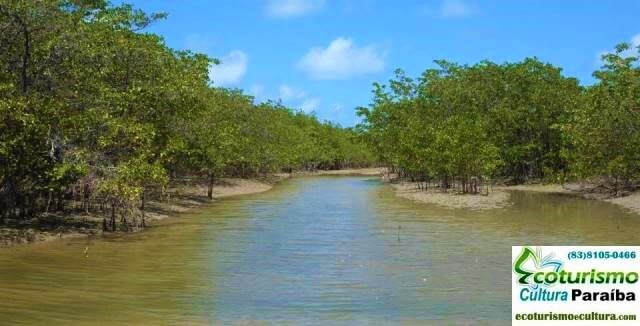 O manguezal do rio Grau - Areá de Proteção Ambiental de Tambaba
