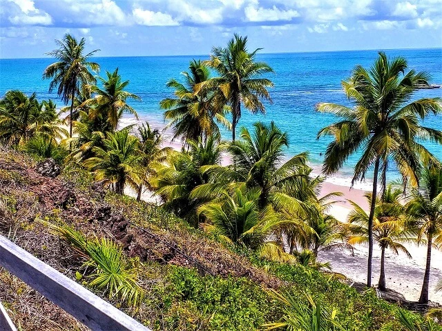 Vista dos coqueiros acima de Tabatinga, litoral sul de João Pessoa