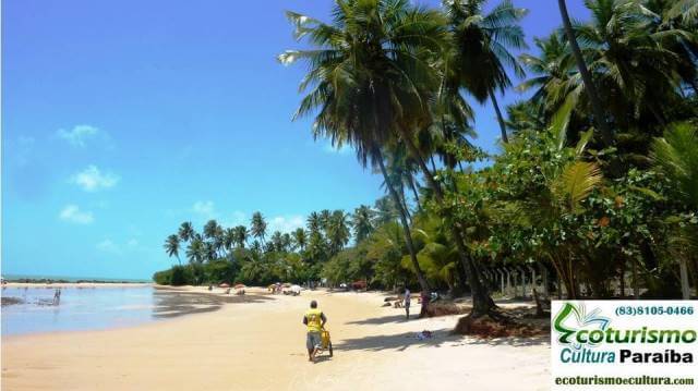 Praia de Coqueirinho PB: os coqueiros da prainha